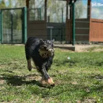 Pies do adopcji, Bydgoszcz, 29 kwietnia 2026