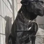 Znaleziono psa, Grudziądz, 28 kwietnia 2026