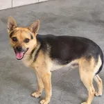 Yogi ID: 6574