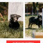Pies do adopcji, Czartki, 28 kwietnia 2026