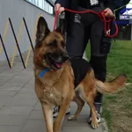 Znaleziono psa, Szczecin, 29 kwietnia 2026