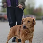 Znaleziono psa, Lublin, 29 kwietnia 2026