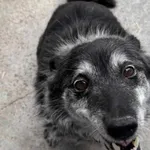 Znaleziono psa, Chojnice, 29 kwietnia 2026