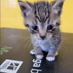 Znaleziono kota, Grudziądz, 28 kwietnia 2026