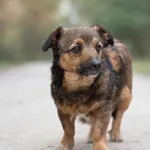 Pies do adopcji, Nowodwór, 26 kwietnia 2026