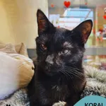 Koral