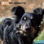 Pies do adopcji, Gdynia, 1 maja 2026