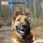 Pies do adopcji, Gdynia, 1 maja 2026