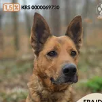 Pies do adopcji, Gdynia, 1 maja 2026