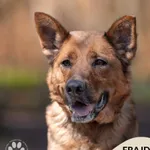 Frajda