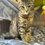 Kot do adopcji, Głowno, 1 maja 2026