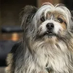 Pies do adopcji, Głowno, 1 maja 2026