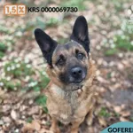 Pies do adopcji, Gdynia, 1 maja 2026