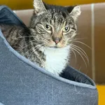 Kot do adopcji, Bydgoszcz, 3 maja 2026