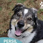 Persil