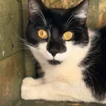 Kot do adopcji, Bydgoszcz, 3 maja 2026