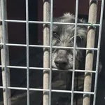 Pies do adopcji, Gorzów Wielkopolski, 2 maja 2026