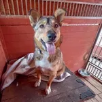 Bella ID: 6894