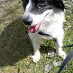 Nuka to ośmioletnia sunia, która trafiła pod naszą opiekę w dramatycznym stanie. Została znaleziona na terenach przemysłowych w Tychach, gdzie błąkała się skrajnie zaniedbana – wszystko wskazuje na to