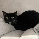 Znaleziono kota, Sosnowiec, 4 maja 2026