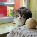 Fionuś