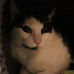 Orion