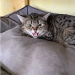 Kot do adopcji, Wrocław, 1 stycznia 2025