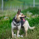 Uchatka