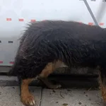 Pies do adopcji, Racławice, 4 maja 2026
