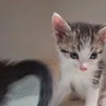 Kot do adopcji, Orzechowce, 5 maja 2026