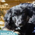 Maczka