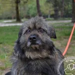 Pies do adopcji, Chełmek, 18 marca 2026