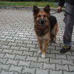 Pies do adopcji, Ciosny, 7 maja 2026