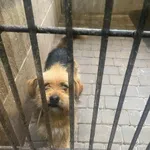 Pies do adopcji, Zgierz, 7 maja 2026