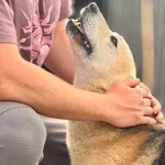 Mochi
