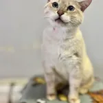 Kot do adopcji, Piła, 3 kwietnia 2026