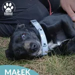 Pies do adopcji, Dąbrówka, 8 maja 2026