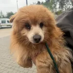 Pies do adopcji, Ciosny, 8 maja 2026