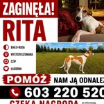 Zaginął pies, Kałuszyn, 10 maja 2026