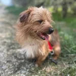 Pies do adopcji, Żywiec, 10 maja 2026