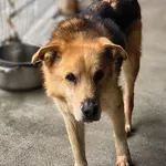 Pies do adopcji, Racibórz, 7 maja 2026