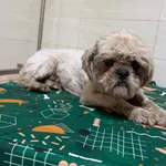 Pies do adopcji, Ciosny, 11 maja 2026