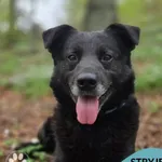 Pies do adopcji, Gdynia, 12 maja 2026