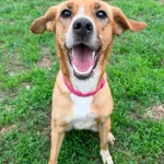 Pies do adopcji, Bydgoszcz, 11 maja 2026