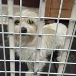 Pies do adopcji, Gorzów Wielkopolski, 9 maja 2026