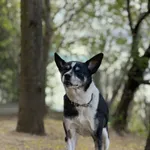 Pies do adopcji, Bydgoszcz, 11 maja 2026