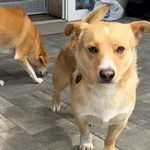Pies do adopcji, Głowno, 11 maja 2026