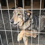 Pies do adopcji, Gorzów Wielkopolski, 8 maja 2026