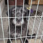 Boni ID: 8299