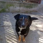 Pies do adopcji, Milanówek, 13 maja 2026
